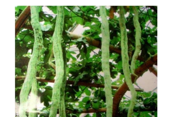 蛇豆有什么食用注意呢 什么人群不能吃蛇豆呢