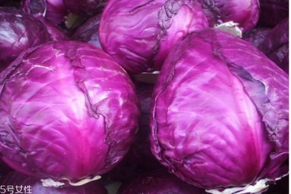 紫甘藍(lán)有什么營(yíng)養(yǎng)價(jià)值呢 紫甘藍(lán)的生長(zhǎng)環(huán)境怎么樣呢 紫甘藍(lán)有什么營(yíng)養(yǎng)價(jià)值呢 紫甘藍(lán)的生長(zhǎng)環(huán)境怎么樣呢