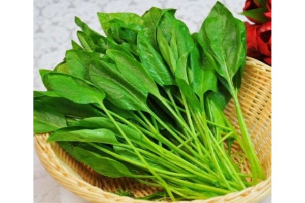 菠菜生長在什么環(huán)境中呢 菠菜多少錢一斤呢 菠菜生長在什么環(huán)境中呢 菠菜多少錢一斤呢