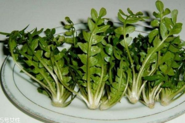 薺菜有什么禁忌人群?jiǎn)?吃薺菜要注意什么呢