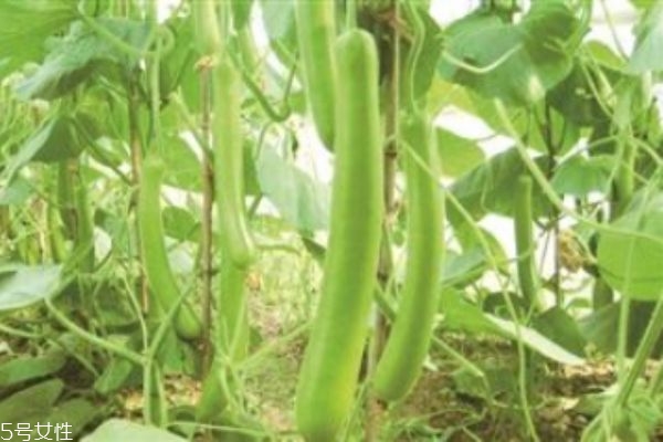 瓠瓜有什么營養(yǎng)價值呢 瓠瓜生活在什么環(huán)境里呢 瓠瓜有什么營養(yǎng)價值呢 瓠瓜生活在什么環(huán)境里呢