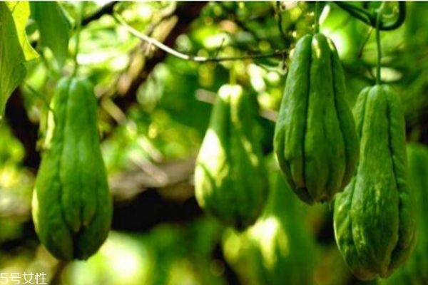 佛手瓜有什么營養(yǎng)價值呢 吃佛手瓜有什么好處呢 佛手瓜有什么營養(yǎng)價值呢 吃佛手瓜有什么好處呢