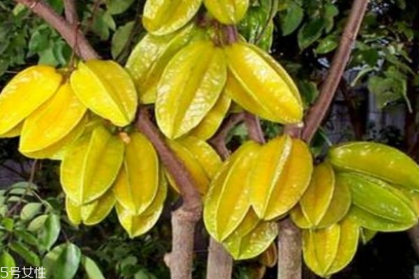 楊桃有什么營養(yǎng)價(jià)值呢 吃楊桃有什么好處呢 楊桃有什么營養(yǎng)價(jià)值呢 吃楊桃有什么好處呢