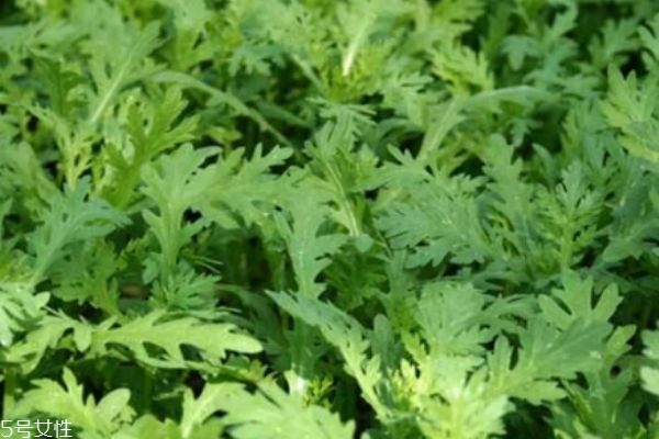 什么是茼蒿呢 茼蒿有什么營養(yǎng)價(jià)值呢 什么是茼蒿呢 茼蒿有什么營養(yǎng)價(jià)值呢