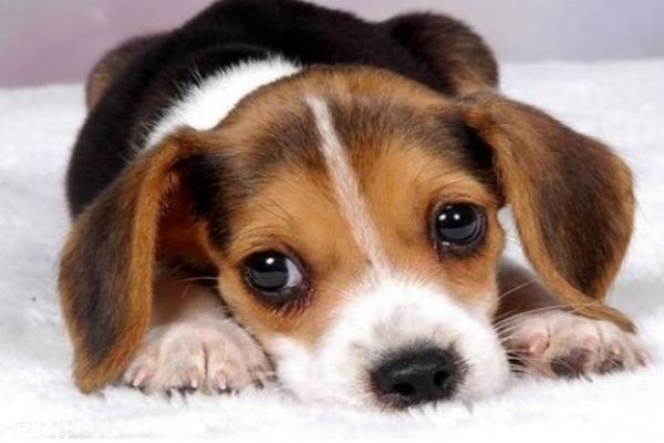 小狗應該怎么除蟲呢 什么是狗狗的內(nèi)蟲 小狗應該怎么除蟲呢 什么是狗狗的內(nèi)蟲