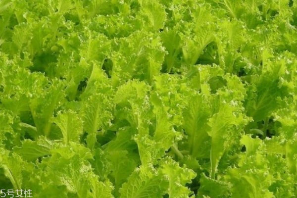 什么是白苣呢 白苣有什么營(yíng)養(yǎng)價(jià)值呢 什么是白苣呢 白苣有什么營(yíng)養(yǎng)價(jià)值呢