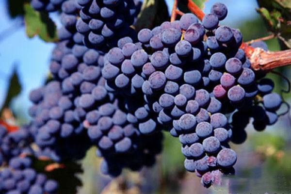 吃完葡萄不能干什么 葡萄對(duì)身體有哪些好處 吃完葡萄不能干什么 葡萄對(duì)身體有哪些好處