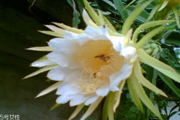 霸王花的生長(zhǎng)環(huán)境怎么樣呢 霸王花主要分布在哪里呢 霸王花的生長(zhǎng)環(huán)境怎么樣呢 霸王花主要分布在哪里呢