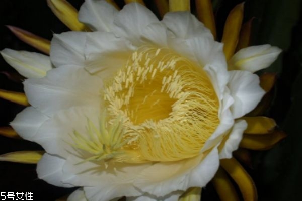 霸王花的生長(zhǎng)環(huán)境怎么樣呢 霸王花主要分布在哪里呢 霸王花的生長(zhǎng)環(huán)境怎么樣呢 霸王花主要分布在哪里呢