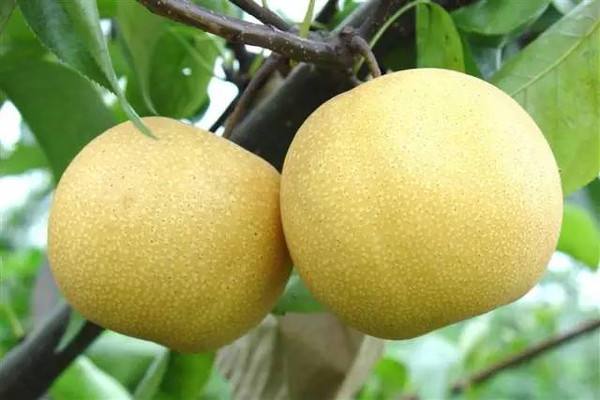 梨為什么不能多吃 梨的品種 梨為什么不能多吃 梨的品種