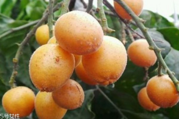 黃皮有什么營養(yǎng)價值呢 吃黃皮有什么作用呢 黃皮有什么營養(yǎng)價值呢 吃黃皮有什么作用呢