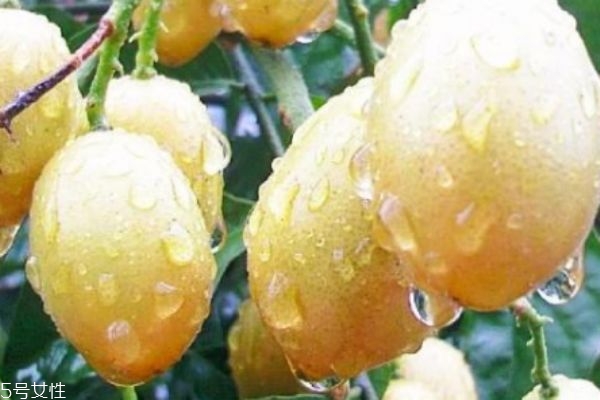 黃皮有什么營養(yǎng)價(jià)值呢 吃黃皮有什么作用呢