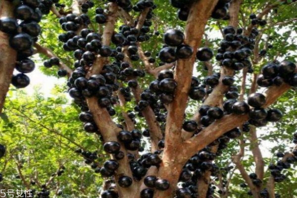 什么是嘉寶果呢 嘉寶果有什么營養(yǎng)價值呢 什么是嘉寶果呢 嘉寶果有什么營養(yǎng)價值呢