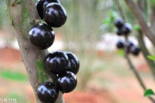 什么是嘉寶果呢 嘉寶果有什么營養(yǎng)價值呢 什么是嘉寶果呢 嘉寶果有什么營養(yǎng)價值呢