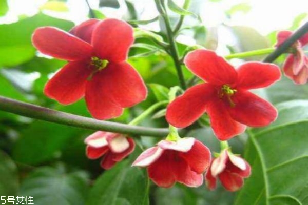 什么是使君子呢 使君子有什么作用呢 什么是使君子呢 使君子有什么作用呢