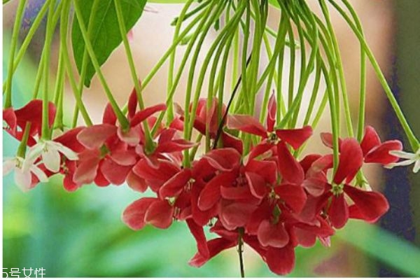 什么是使君子呢 使君子有什么作用呢 什么是使君子呢 使君子有什么作用呢