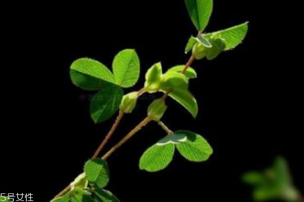 什么是雞眼草呢 雞眼草有什么作用呢 什么是雞眼草呢 雞眼草有什么作用呢