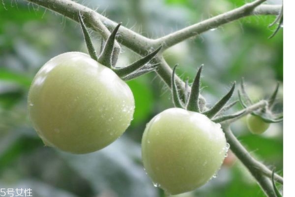 什么是青果呢 青果有什么作用呢 什么是青果呢 青果有什么作用呢