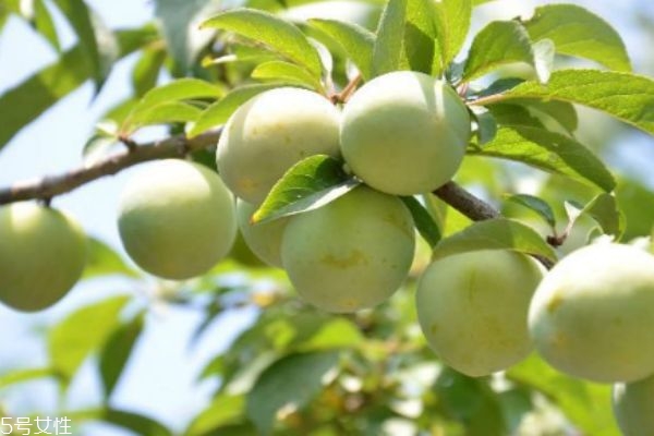 什么是青果呢 青果有什么作用呢 什么是青果呢 青果有什么作用呢
