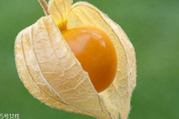 什么是燈籠果呢 燈籠果有什么營養(yǎng)價(jià)值呢 什么是燈籠果呢 燈籠果有什么營養(yǎng)價(jià)值呢