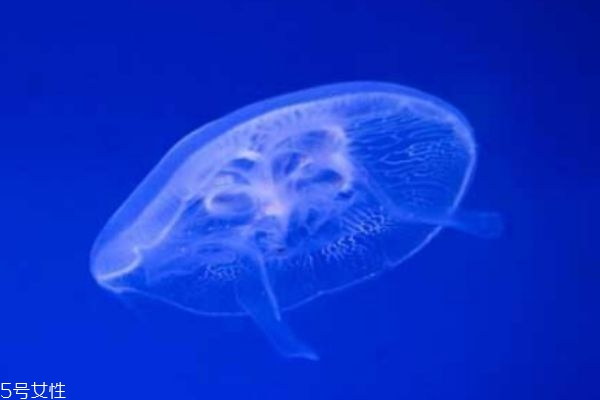 水母可以吃嗎 水母有什么營(yíng)養(yǎng)價(jià)值呢 水母可以吃嗎 水母有什么營(yíng)養(yǎng)價(jià)值呢