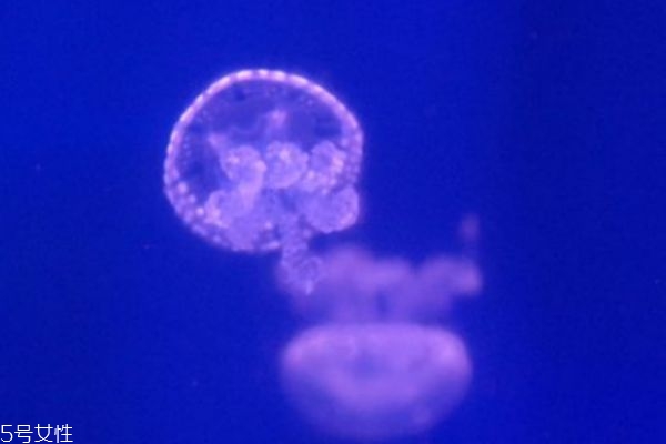 水母可以吃嗎 水母有什么營(yíng)養(yǎng)價(jià)值呢 水母可以吃嗎 水母有什么營(yíng)養(yǎng)價(jià)值呢
