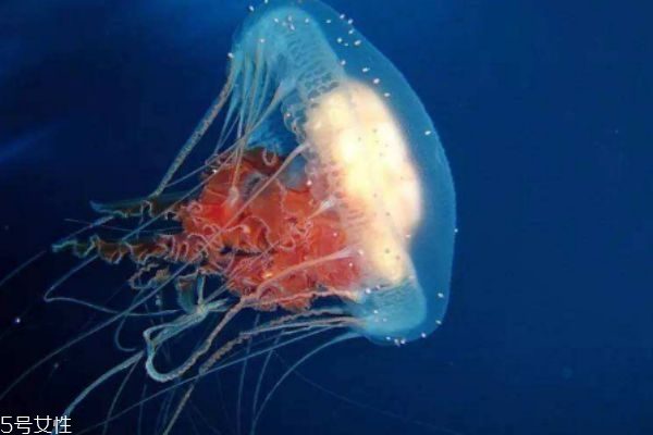 水母可以吃嗎 水母有什么營(yíng)養(yǎng)價(jià)值呢 水母可以吃嗎 水母有什么營(yíng)養(yǎng)價(jià)值呢
