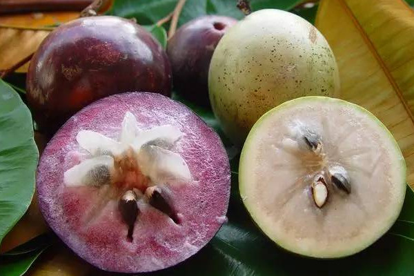 金星果的功效 金星果怎么吃 金星果的功效 金星果怎么吃