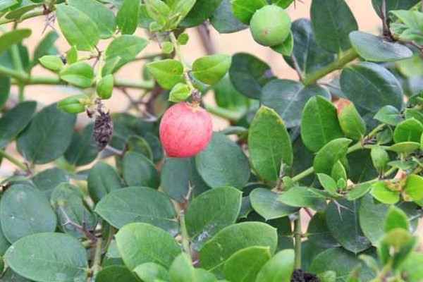 金星果的功效 金星果怎么吃 金星果的功效 金星果怎么吃