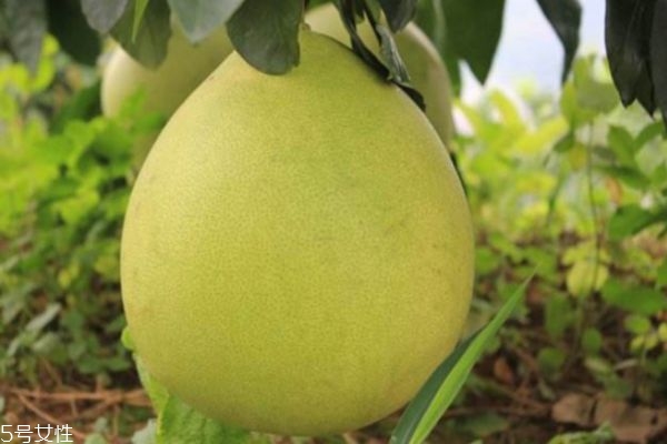 柚子有哪些營養(yǎng)價值 吃柚子的注意事項 柚子有哪些營養(yǎng)價值 吃柚子的注意事項