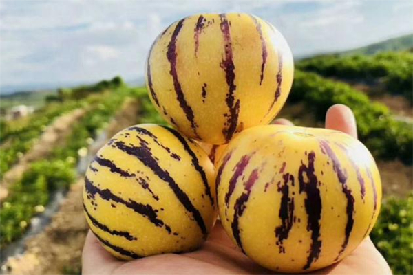 人參果可以放冰箱嗎 人參果怎么保存 人參果可以放冰箱嗎 人參果怎么保存