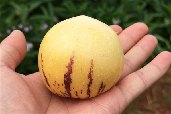 人參果吃硬的還是軟的 人參果要放軟才能吃嗎 人參果吃硬的還是軟的 人參果要放軟才能吃嗎