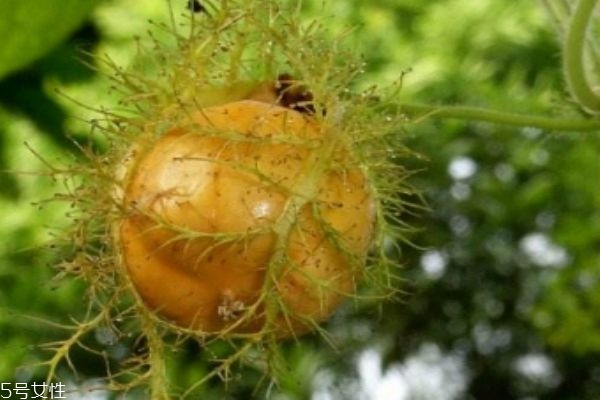 什么是龍珠果呢 龍珠果有什么營養(yǎng)價(jià)值呢 什么是龍珠果呢 龍珠果有什么營養(yǎng)價(jià)值呢