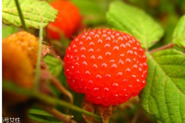 山莓的生長(zhǎng)環(huán)境是怎么樣的呢 吃山莓有什么好處呢 山莓的生長(zhǎng)環(huán)境是怎么樣的呢 吃山莓有什么好處呢