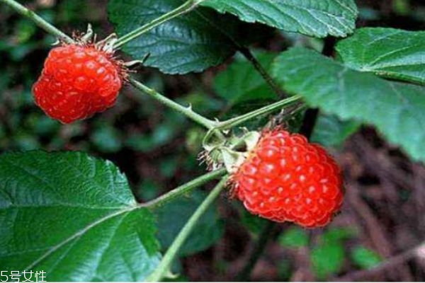 山莓的生長(zhǎng)環(huán)境是怎么樣的呢 吃山莓有什么好處呢 山莓的生長(zhǎng)環(huán)境是怎么樣的呢 吃山莓有什么好處呢