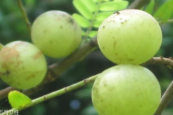 什么是油甘子呢 油甘子有什么營(yíng)養(yǎng)價(jià)值呢 什么是油甘子呢 油甘子有什么營(yíng)養(yǎng)價(jià)值呢