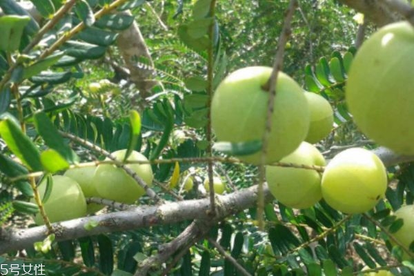 什么是油甘子呢 油甘子有什么營(yíng)養(yǎng)價(jià)值呢 什么是油甘子呢 油甘子有什么營(yíng)養(yǎng)價(jià)值呢