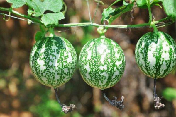 什么是吊瓜呢 吃吊瓜有什么好處呢