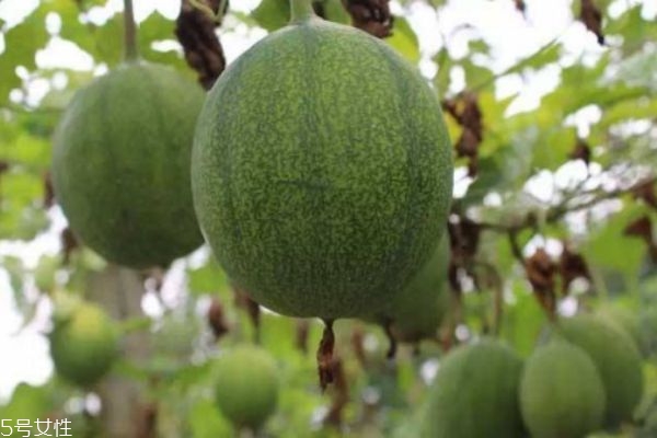 什么是吊瓜呢 吃吊瓜有什么好處呢 什么是吊瓜呢 吃吊瓜有什么好處呢