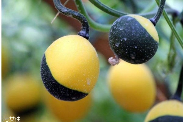 什么是吊瓜呢 吃吊瓜有什么好處呢 什么是吊瓜呢 吃吊瓜有什么好處呢