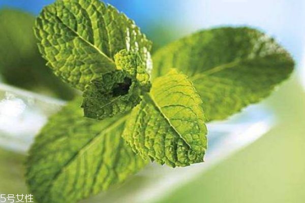 薄荷有什么作用呢 薄荷生長在什么環(huán)境里呢 薄荷有什么作用呢 薄荷生長在什么環(huán)境里呢