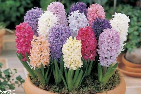 風信子有什么寓意呢 風信子的市場價格是怎么樣的呢 風信子有什么寓意呢 風信子的市場價格是怎么樣的呢