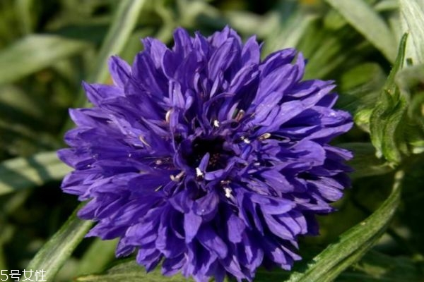 什么是矢車(chē)菊呢 矢車(chē)菊有什么作用呢
