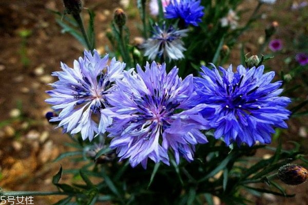 什么是矢車(chē)菊呢 矢車(chē)菊有什么作用呢