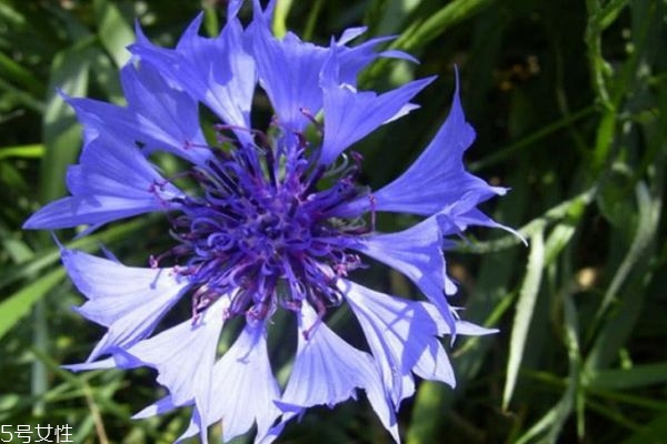什么是矢車(chē)菊呢 矢車(chē)菊有什么作用呢