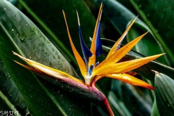 什么是天堂鳥呢 天堂鳥有什么作用呢 什么是天堂鳥呢 天堂鳥有什么作用呢