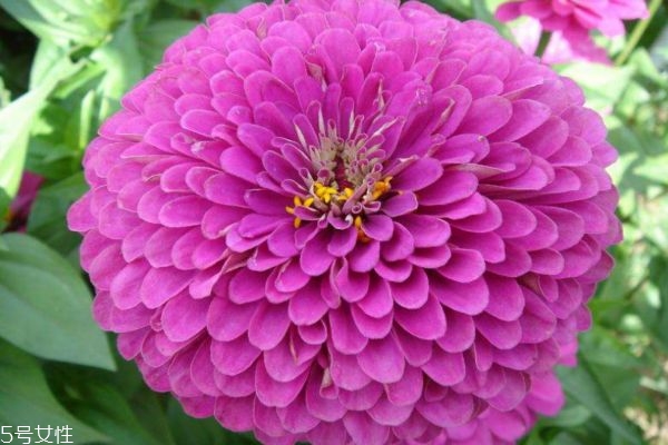 什么是百日草呢 百日草有什么用呢 什么是百日草呢 百日草有什么用呢