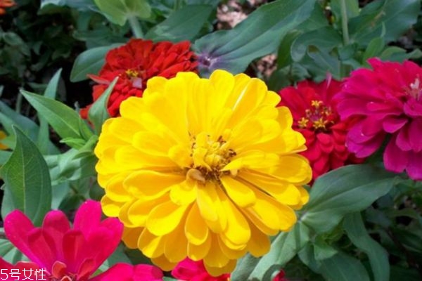 什么是百日草呢 百日草有什么用呢 什么是百日草呢 百日草有什么用呢