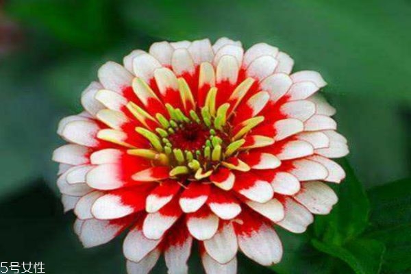 什么是百日草呢 百日草有什么用呢 什么是百日草呢 百日草有什么用呢