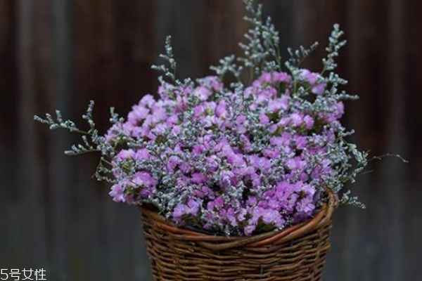 勿忘我的花語是什么呢 勿忘我的市場價格是怎么樣的呢 勿忘我的花語是什么呢 勿忘我的市場價格是怎么樣的呢